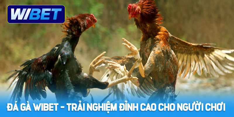 Đôi nét về cá cược đá gà WIBET