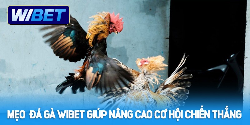Những mẹo đá gà Wibet giúp nâng cao cơ hội chiến thắng